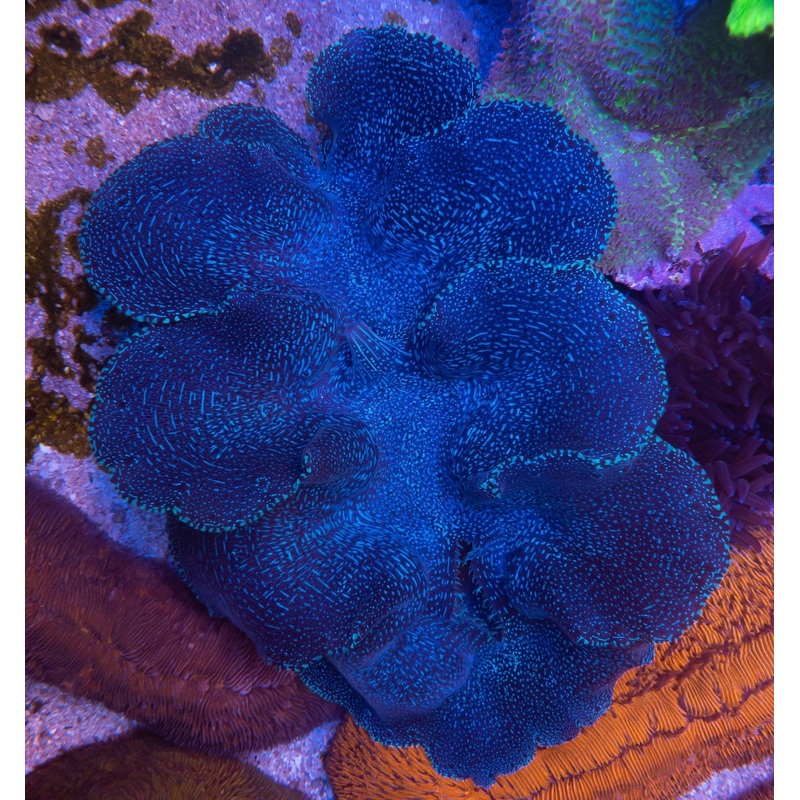 XL Showpiece Squamosa Clam