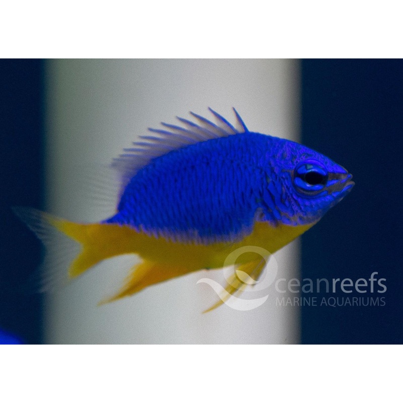 Yellow Belly Kupang Damsel Pack