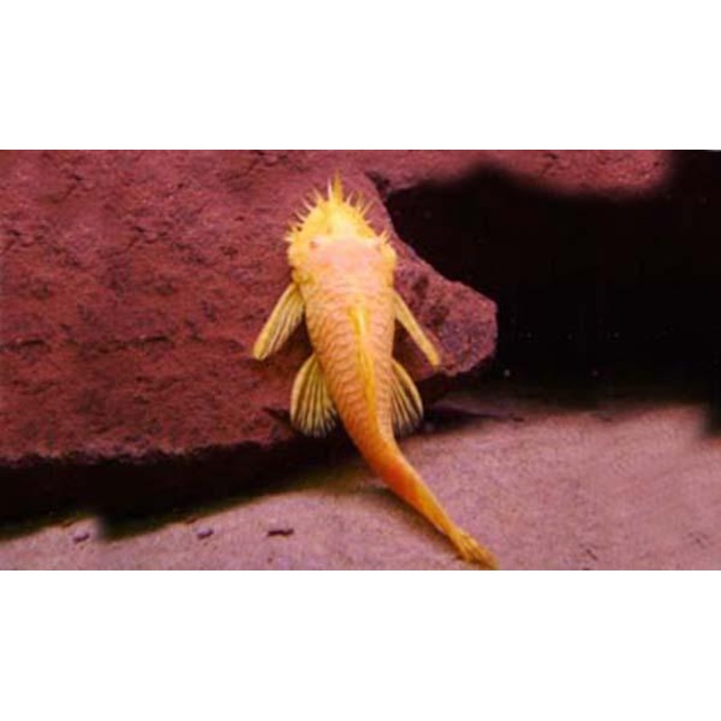 Albino Bristlenose Catfish