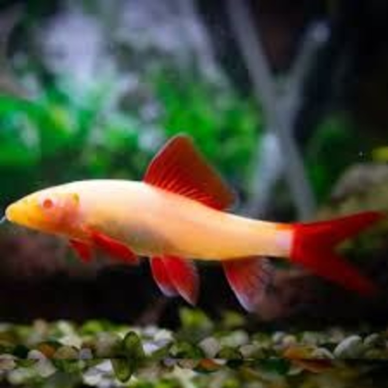 Albino Rainbow Freshwater Shark