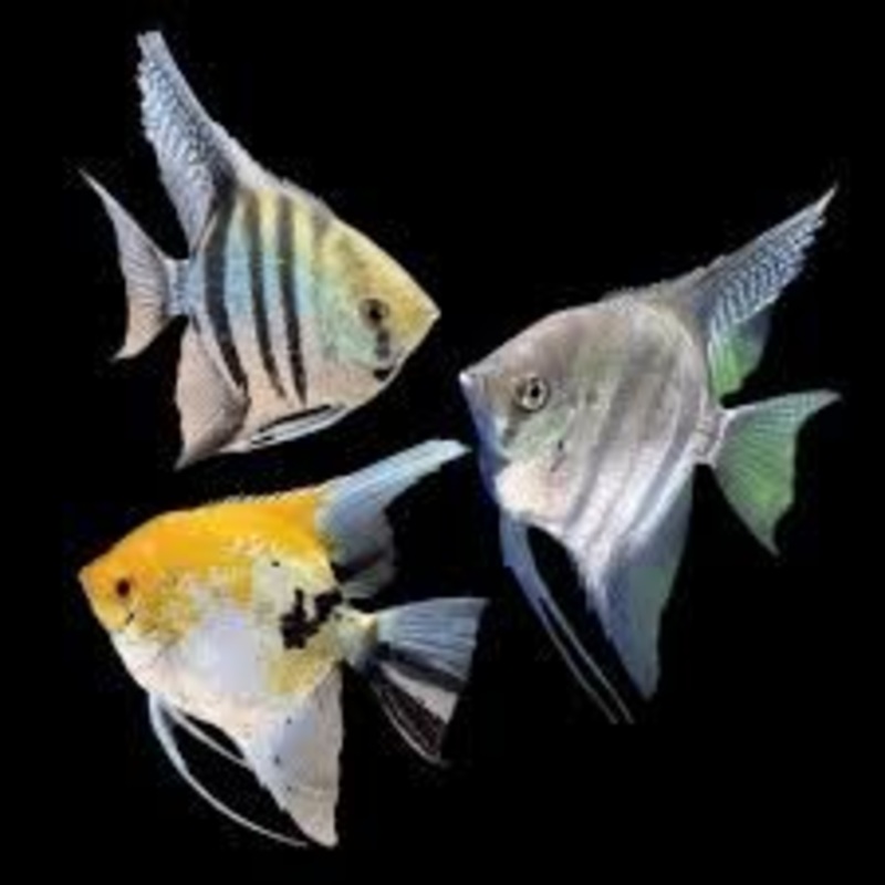 Assorted Angelfish