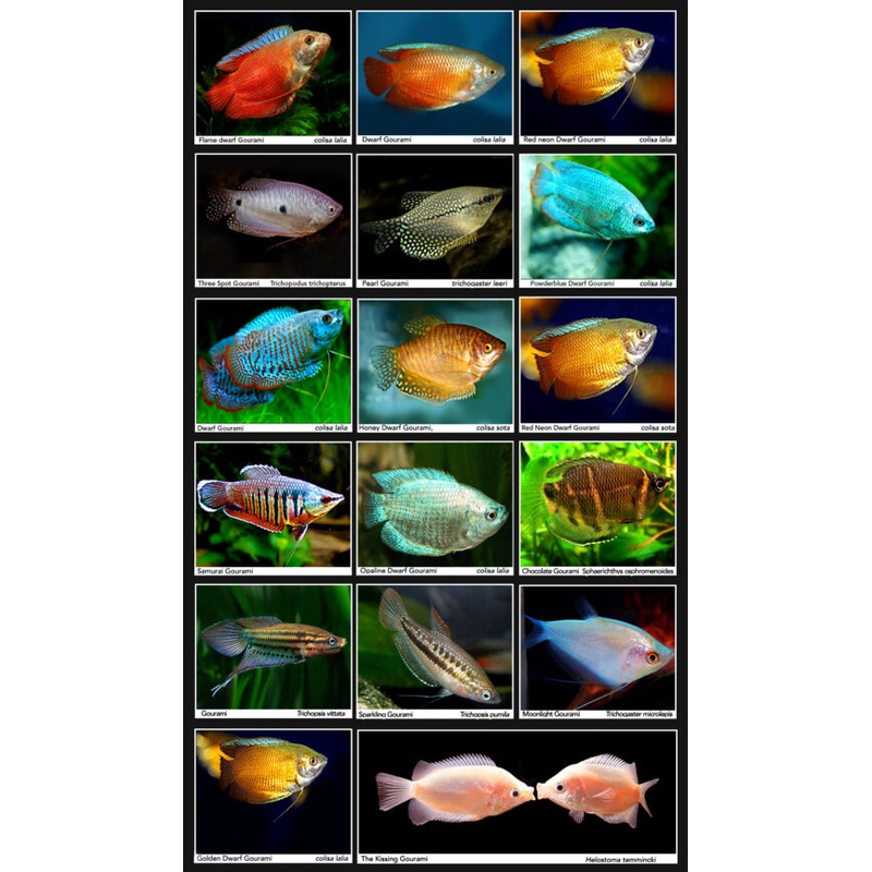 Assorted Dwarf Gourami