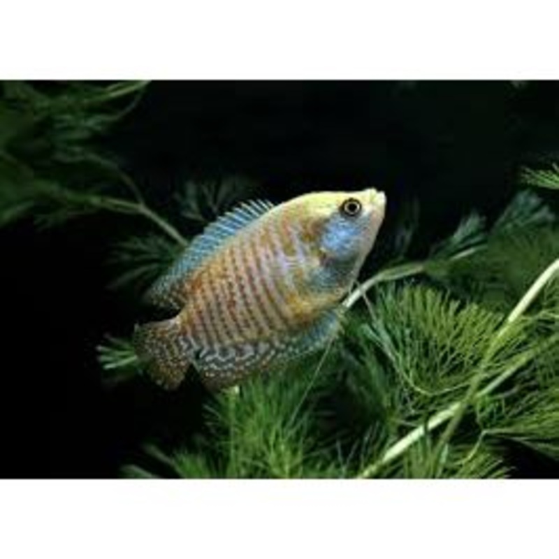 Assorted Neon Dwarf Gourami