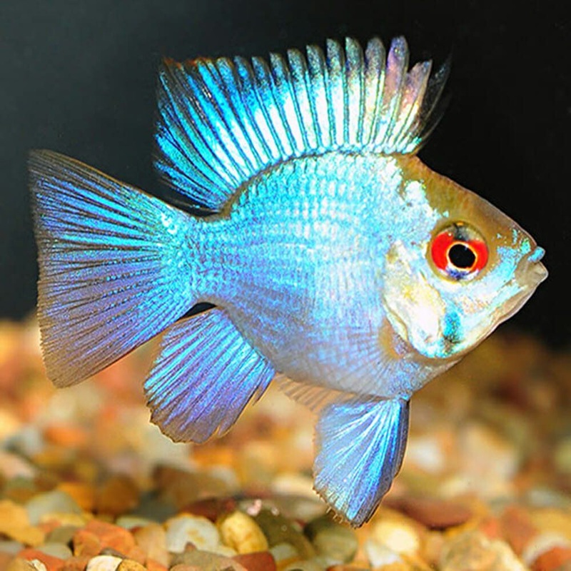 Balloon Ram