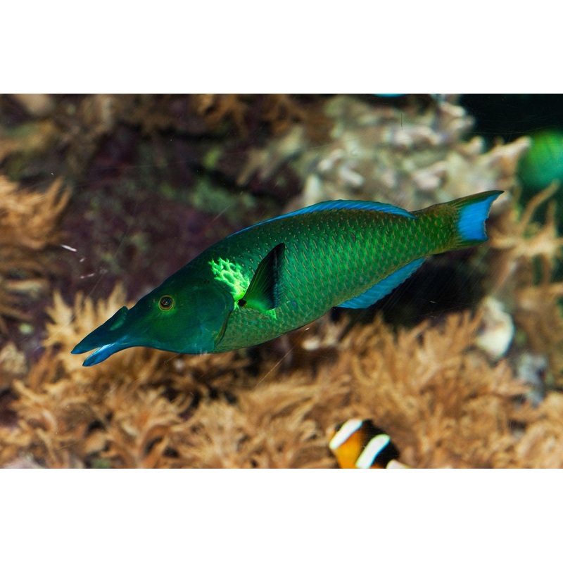 Birdnose Wrasse Male