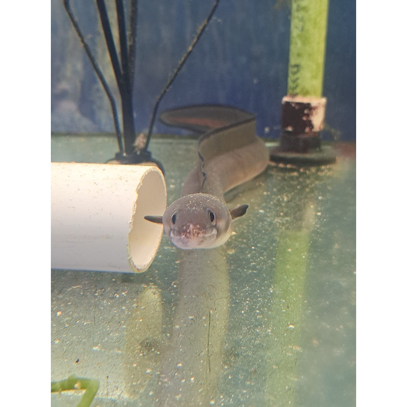 Blacklip Conger Eel