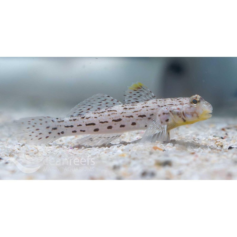 Blackspotted Sand Goby