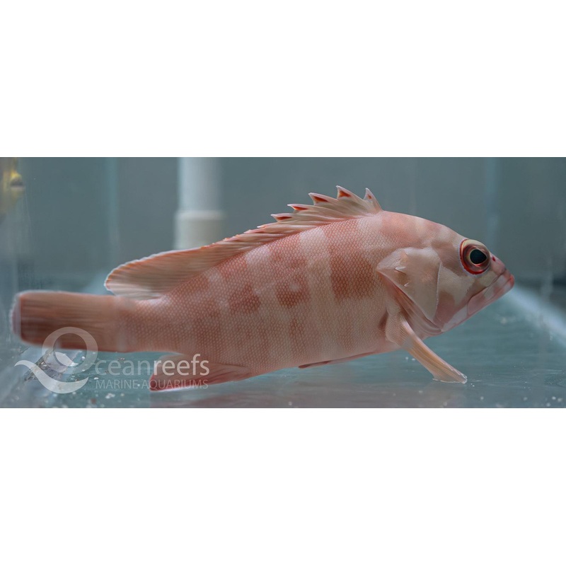 Blacktip Rockcod