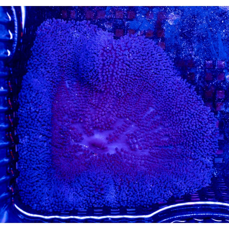 Blue Carpet Anemone (Rare)