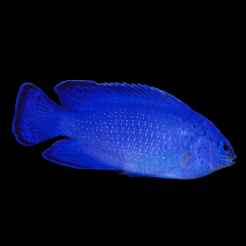 Blue Fiji Damsel