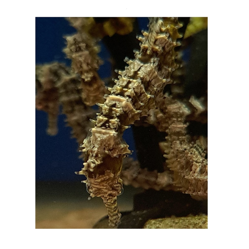 Captive Bred Yellow Angustus Seahorses
