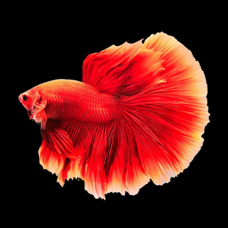 Dumbo Halfmoon Betta