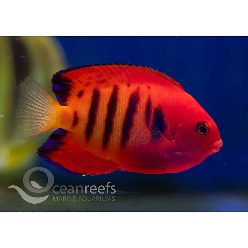 Flame Angelfish