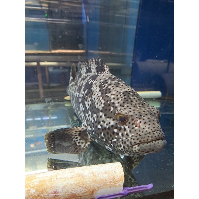 Flowery Cod