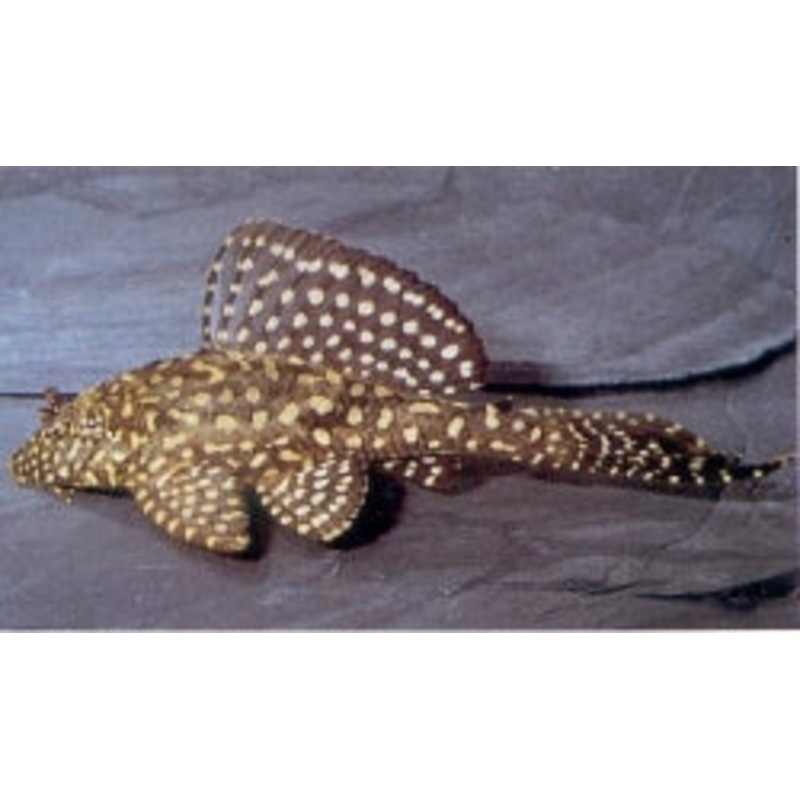 Gold Spotted Plecostomus