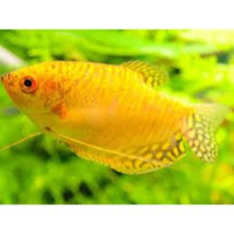 Golden Gourami