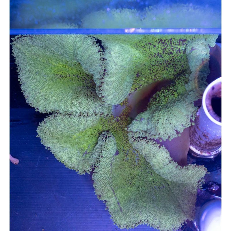 Green Carpet Anemone