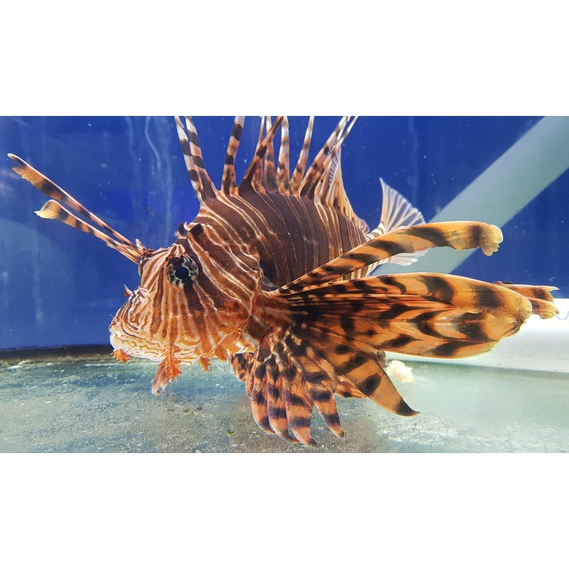 Lionfish Pack incl. Shipping
