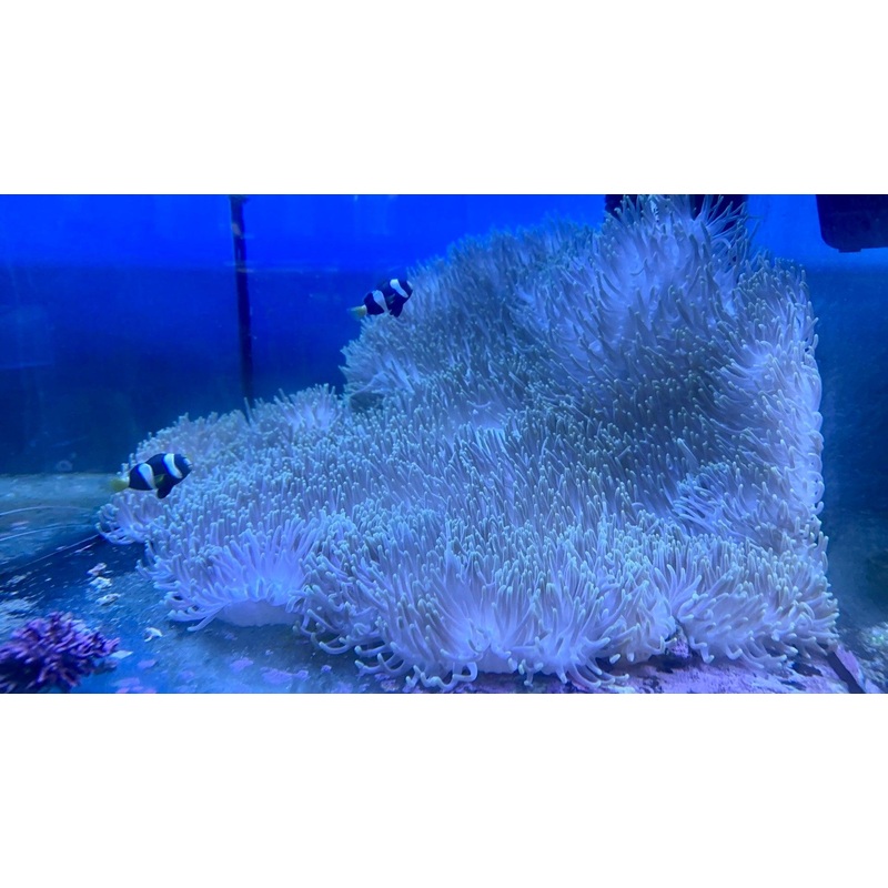 Magnifica Anemone