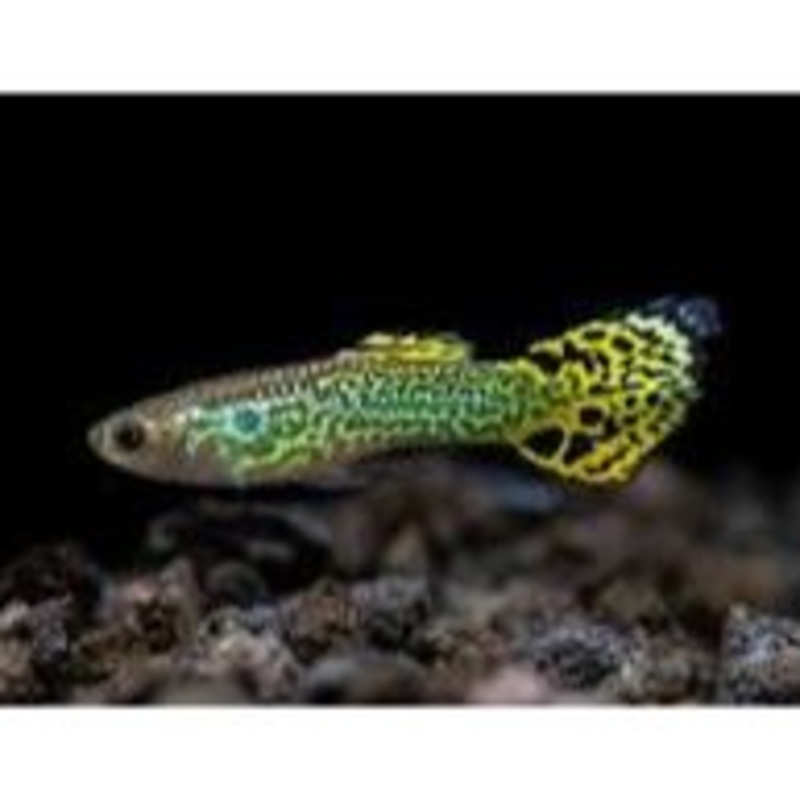 Male Green Cobra Guppy