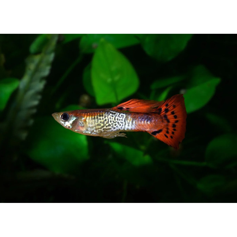 Male Red Cobra Guppy