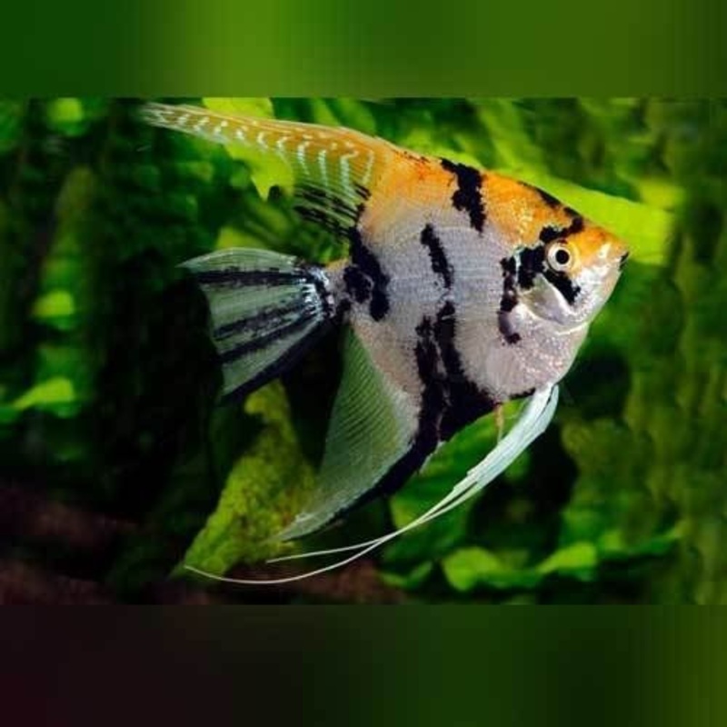 Marbled Angelfish