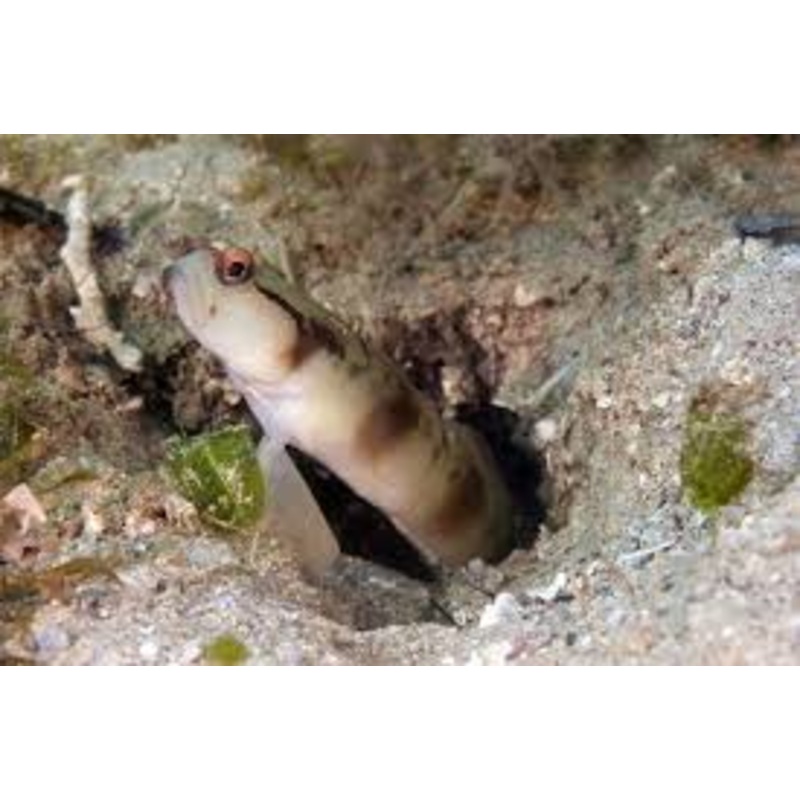 Mask Shrimpgoby