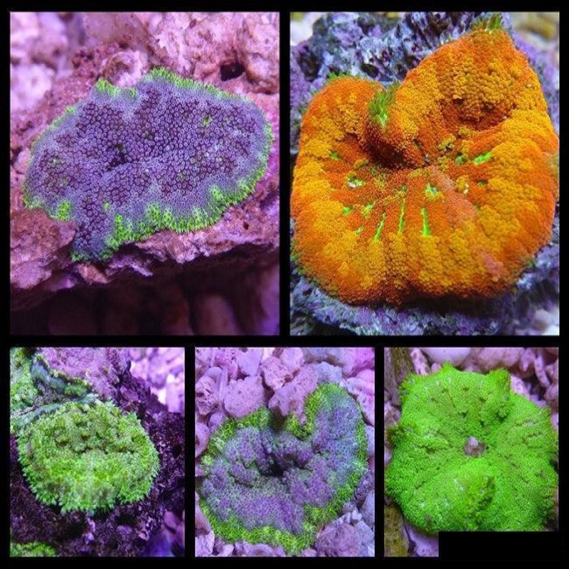 Mini Maxi Carpet Anemone
