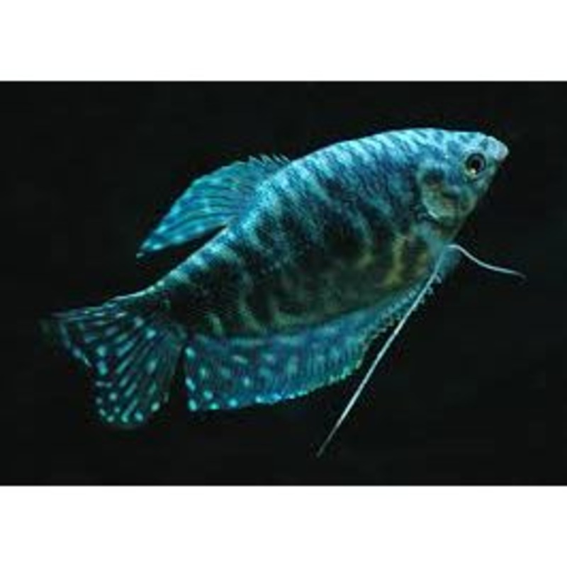 Opaline Gourami