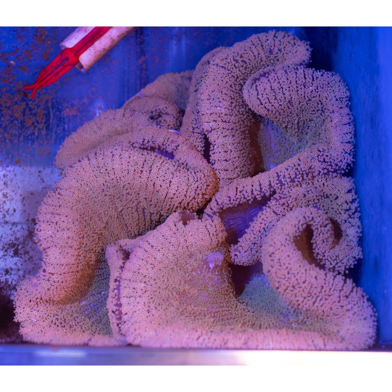 Peach Polyped Green Base Carpet Anemone (WYSIWYG)