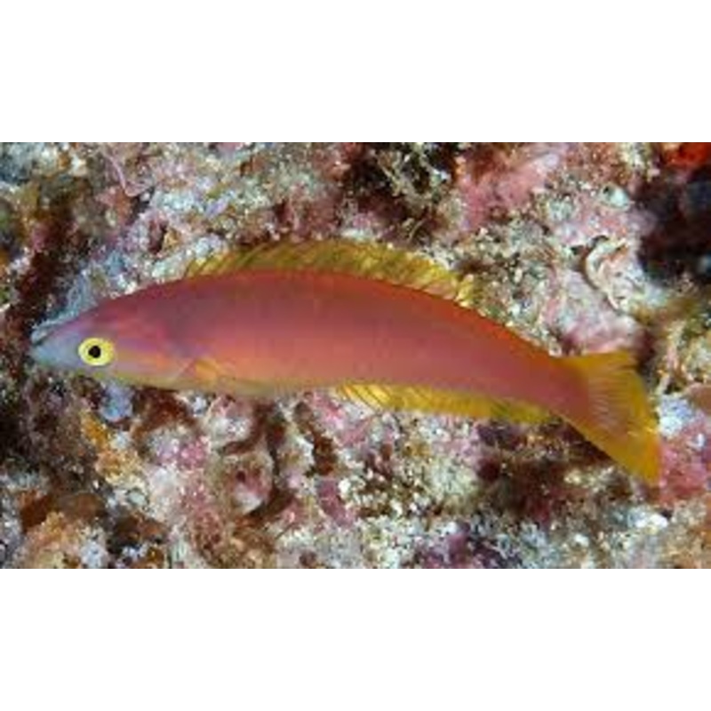Pink Pencil Wrasse