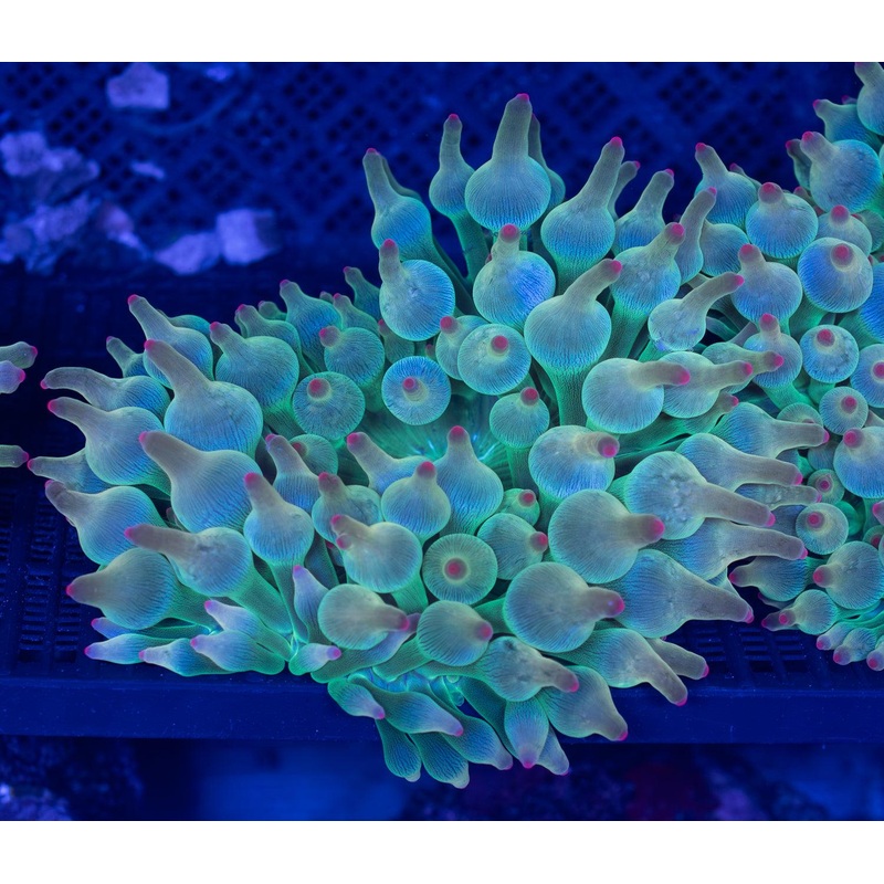 Rosebud Bubble Tip Anemone