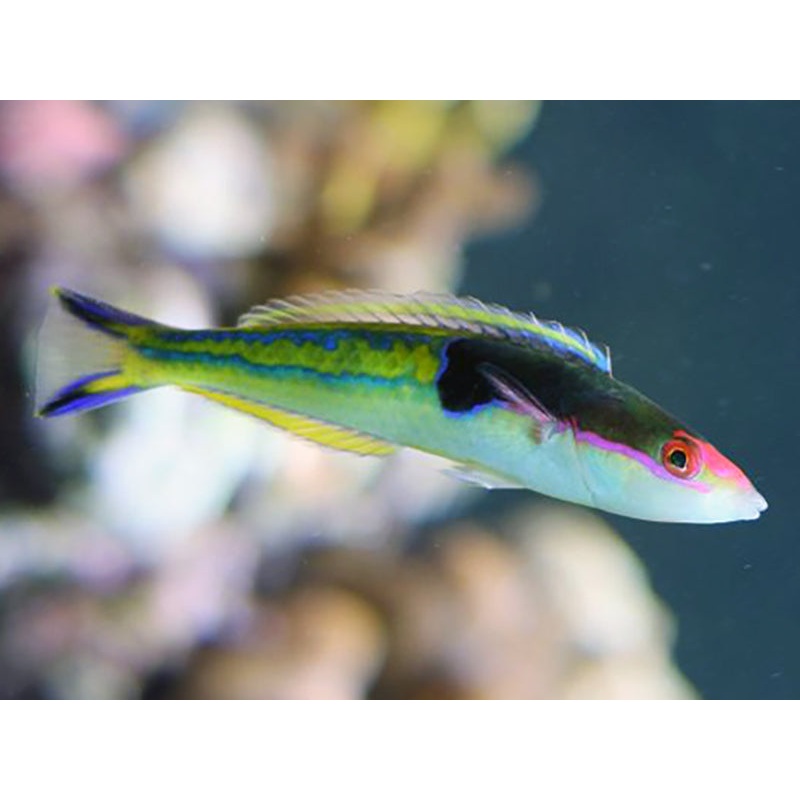 Royal Pencil Wrasse