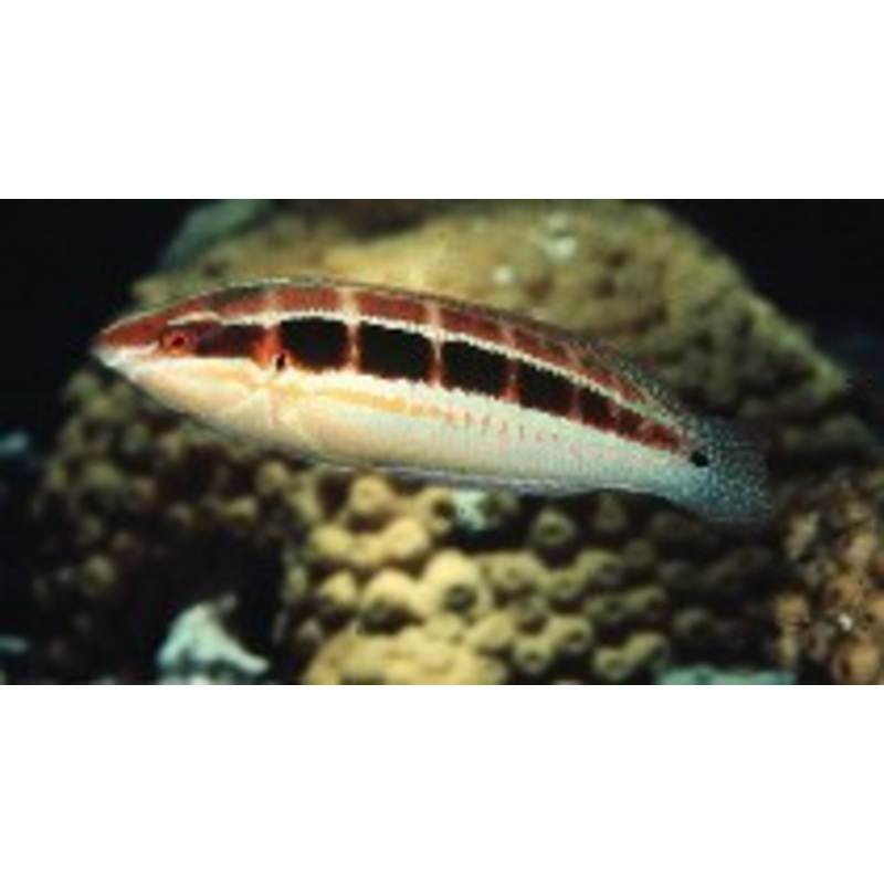 Spot-Tail Wrasse