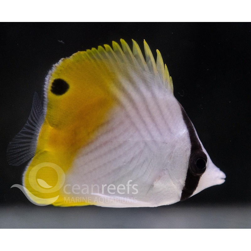 Threadfin Butterfly
