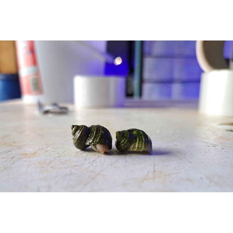 Turbo Snails