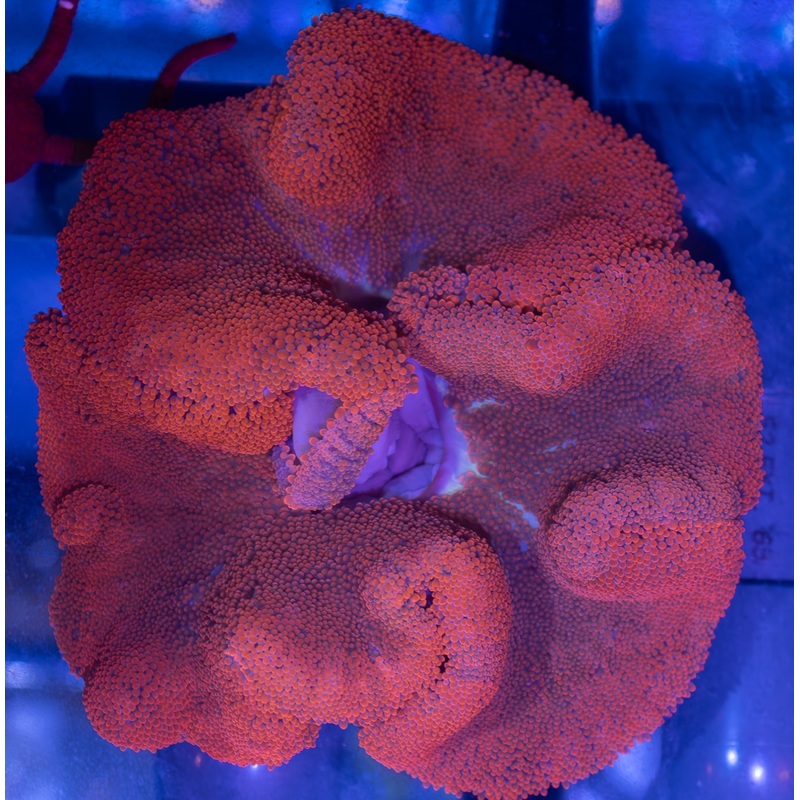 Ultra Red Carpet Anemone (WYSIWYG)