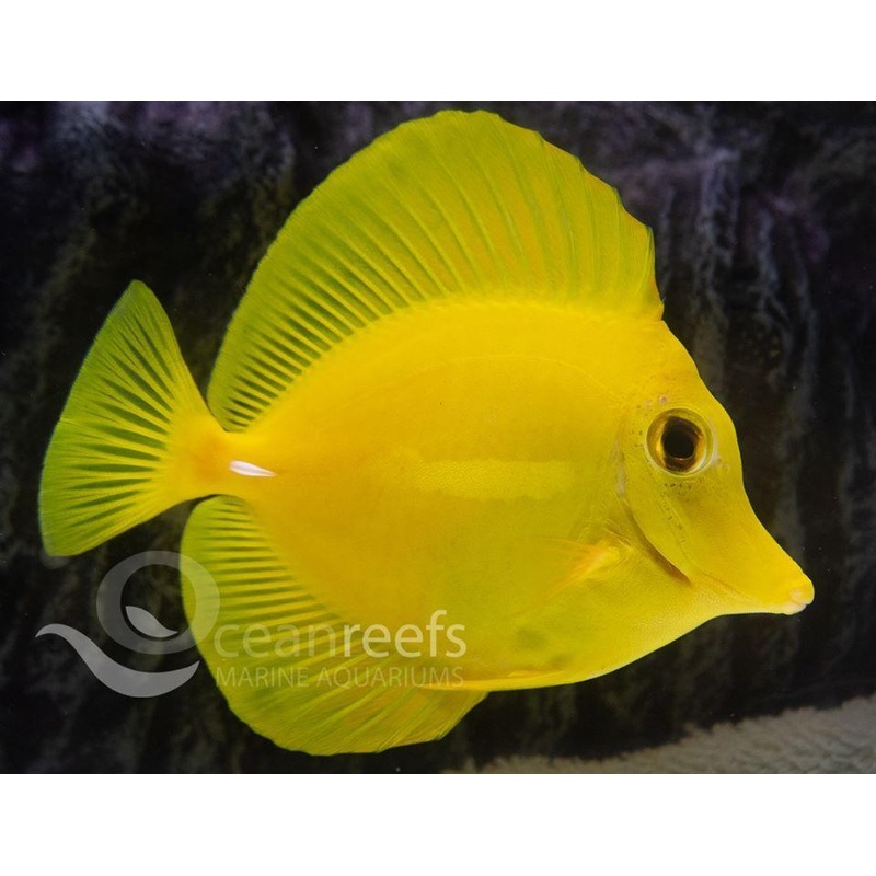 Yellow Tang