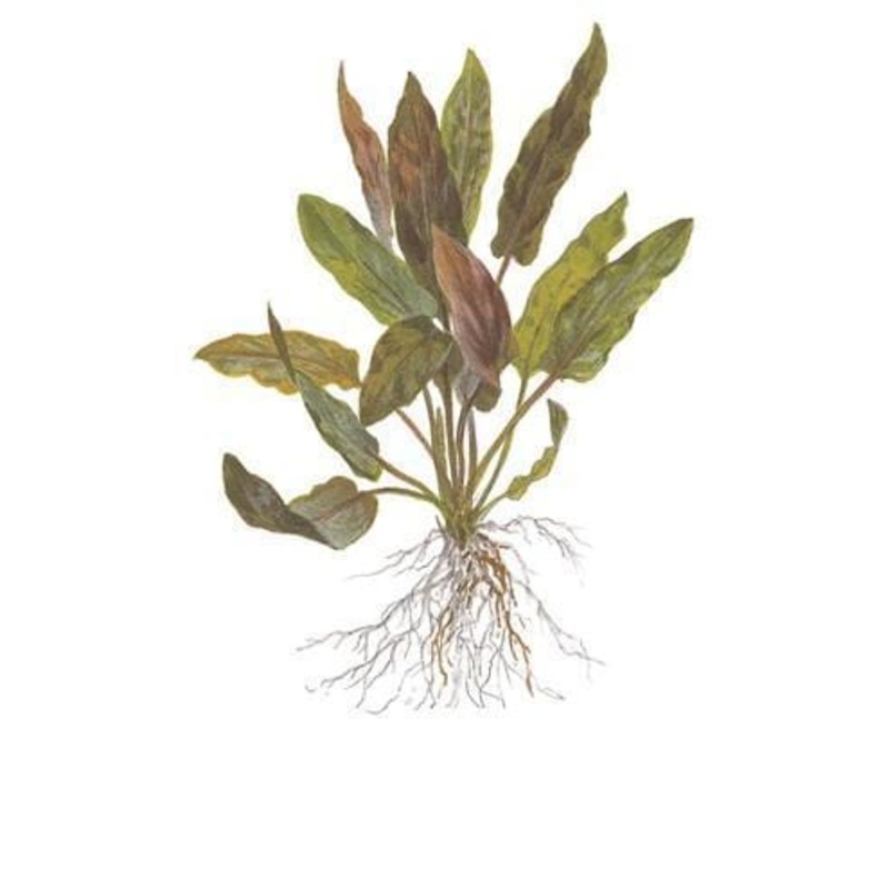 Cryptocoryne undulatus