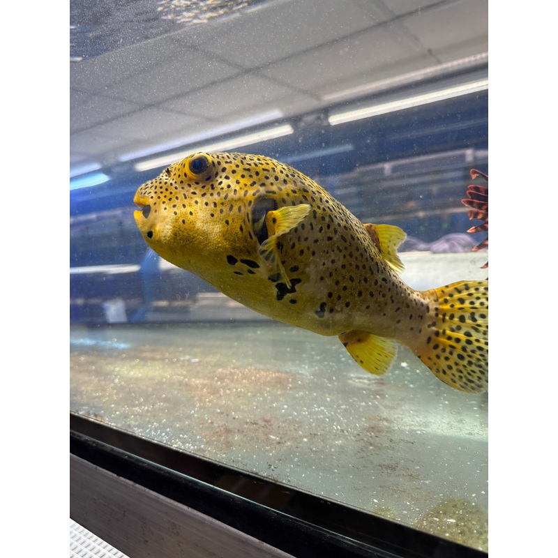 Golden Starry Puffer (Medium)