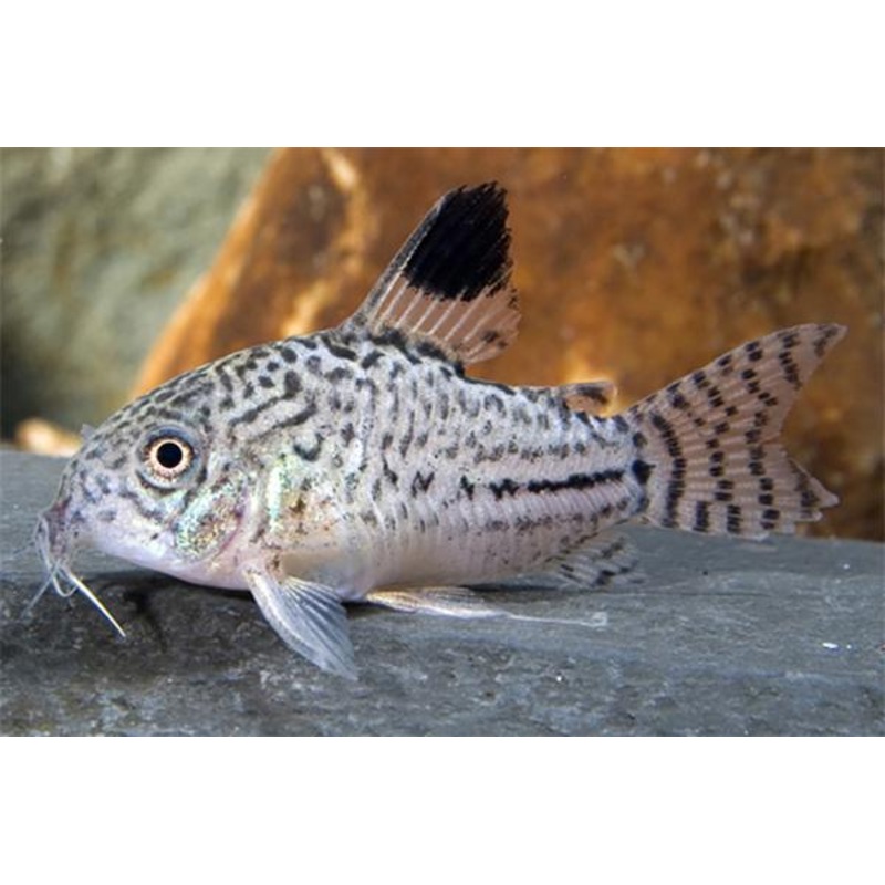 Leopard Cory