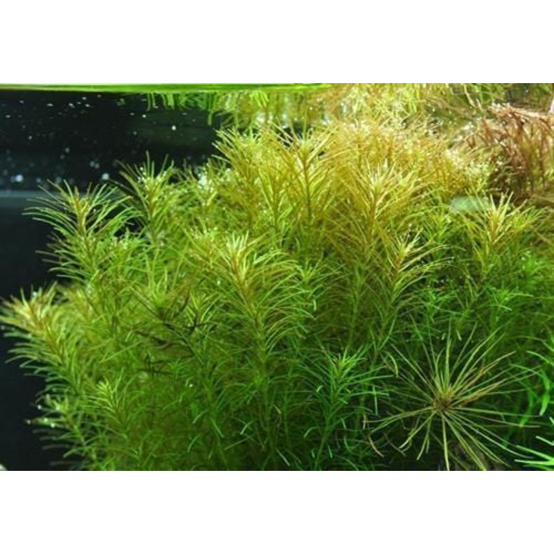 Rotala sp. 'Nanjean'
