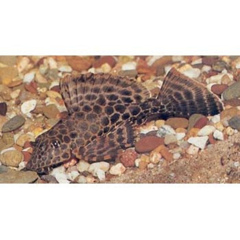 Sailfin Plecostomus