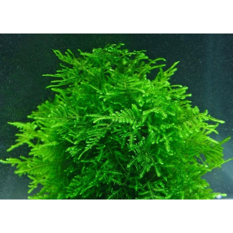 Taxiphyllum sp. Peacock'