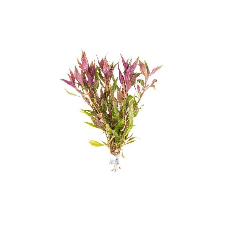 Alternanthera lilacina