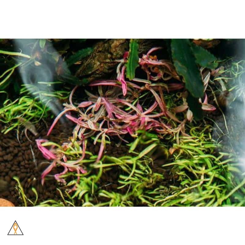 Hygrophila Lancea 'Araguaia' Sp. Chai