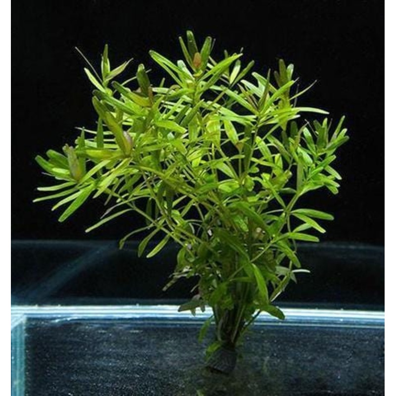 Rotala sp. 'Ceylon'