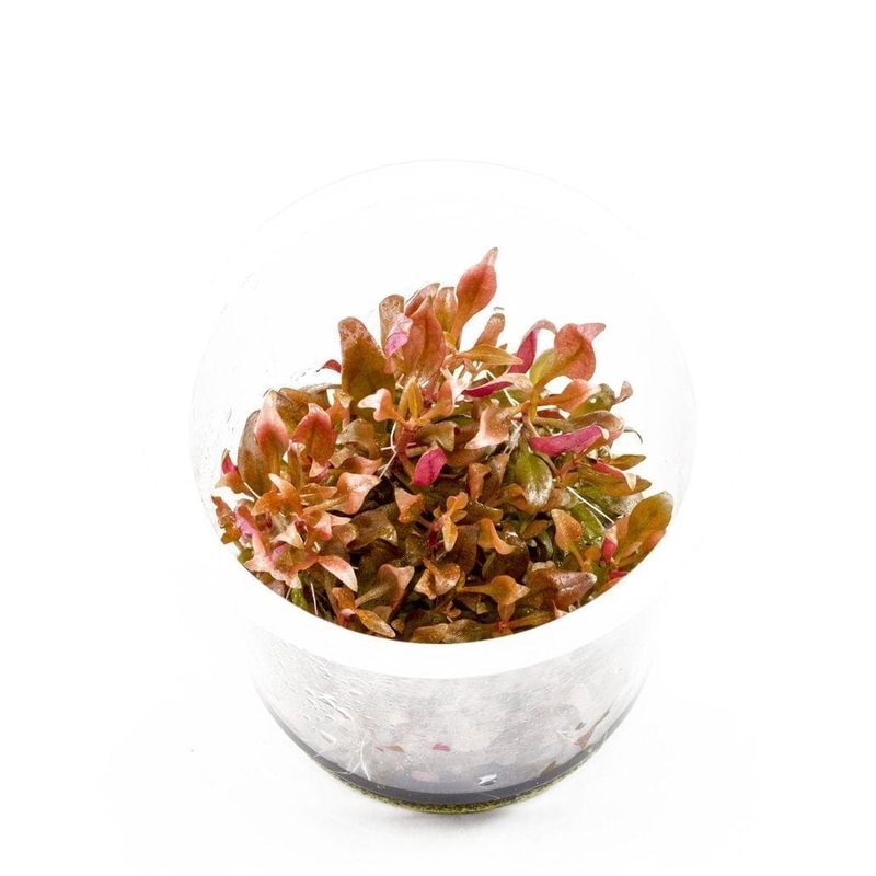 Alternanthera reineckii 'Mini' (AR Mini)