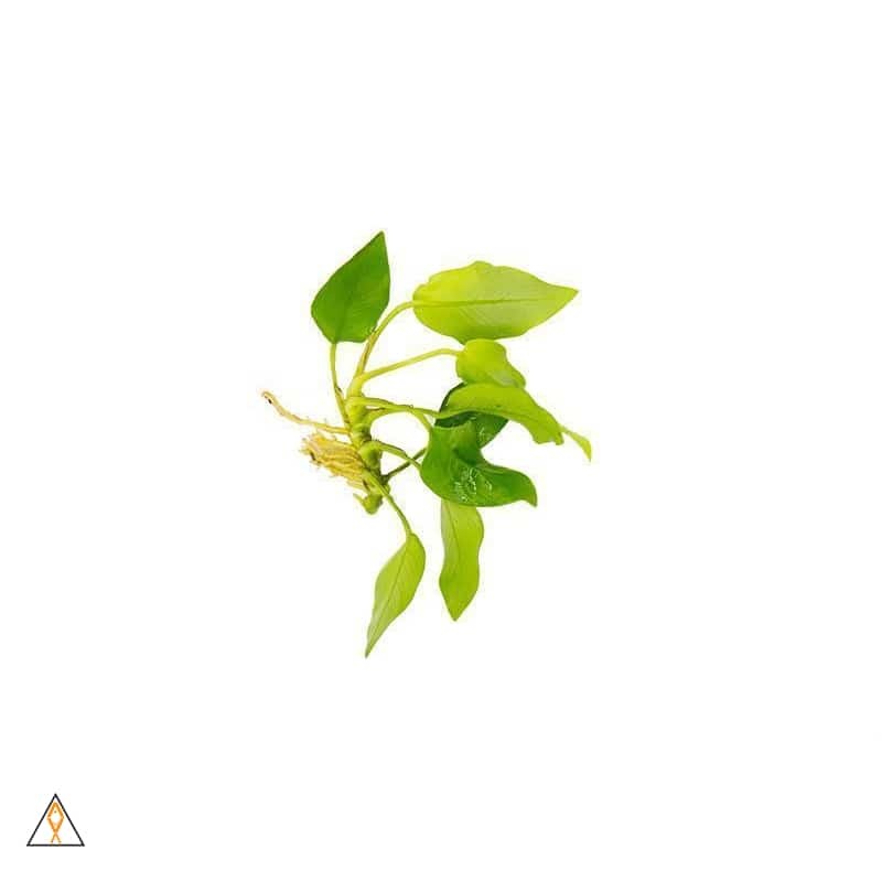 Anubias nana 'Golden'