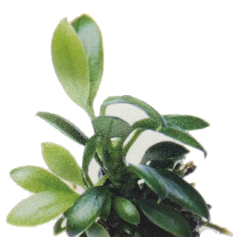 Anubias nana "Pangolino"